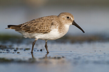 Bonte Strandloper, Dunlin, Calidris alpina