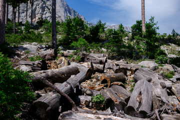 close-up of the remains of felled trees, dried stumps and trunks, the concept of ecological problem...