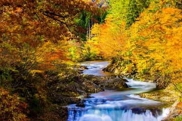 Fototapeta na wymiar River Flowing Amidst Trees In Forest During Autumn