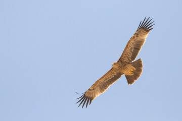 Eastern Imperial Eagle; Aquila heliaca