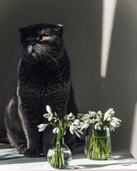 The gray cat sits and looks at the muzzle the first rays of the spring sun fall. Nearby are the first white spring flowers of snowdrops. Cat and flowers. March cat. Funny pets. Spring mood.