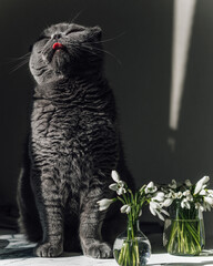 A gray cat sits with a tongue sticking out and squints in the spring sun. Nearby are the first white spring flowers of snowdrops. Cat and flowers. March cat. Funny pets. Purebred cat, stupid cat.