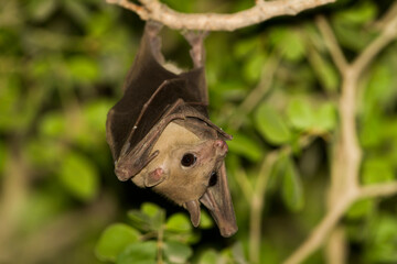 Fototapeta premium Egyptian Fruit Bat, Rousettus aegyptiacus