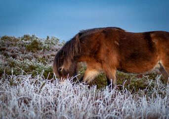 A beautiful Wild Exmoor pony standing among the frosty and snowy brush of Exmoor National Park at...
