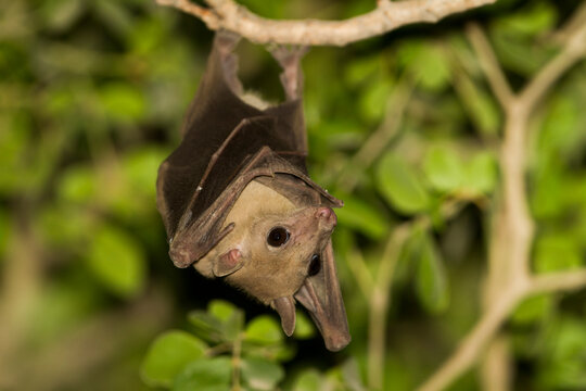 Egyptian Fruit Bat, Rousettus aegyptiacus