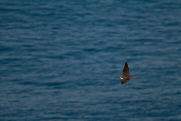 Eleonora's Falcon, Eleonora's Valk, Falco eleonorae