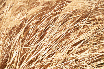Long dry Yellow Golden Grass texture background. High quality photo