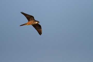 Eleonora's Falcon, Eleonora's Valk, Falco eleonorae