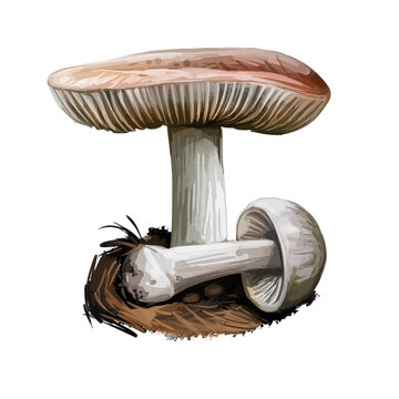 Volvopluteus gloiocephalus big sheath mushroom, rose-gilled grisette, ostubble rosegill, species mushroom in family Pluteaceae digital art illustration. Web print, clipart design. Hand drawn fungus
