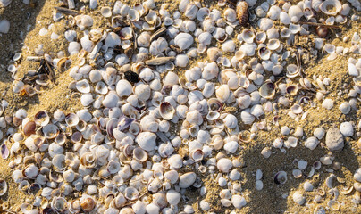 Top down texture of many small white empty shells on the beach.