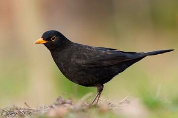 Merel, Eurasian Blackbird, Turdus merula