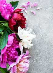 Peony flowers on a grey concrete background