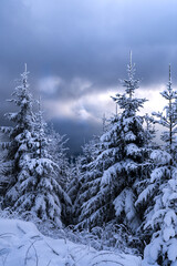 Fototapeta na wymiar Vertical shot of a picturesque view of a forest covered with snow captured during the winter
