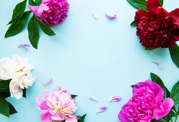 Pink peony flowers as a border