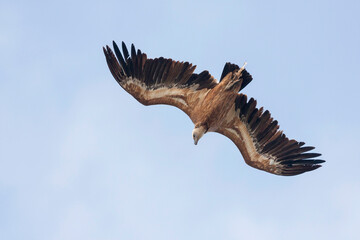 Gänsegeier