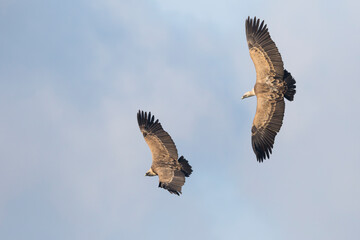 Eurasian Griffon Vulture - Gänsegeier - Gyps fulvus ssp. fulvus, Spain, adult