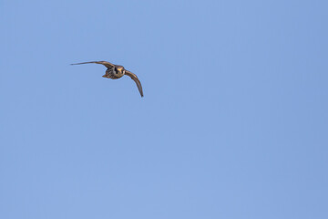 Boomvalk, Eurasian Hobby, Falco subbuteo subbuteo