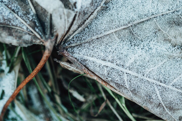 Naklejka premium Frost on dry autumn leaves - frost on the ground at the beginning of winter - ice crystals