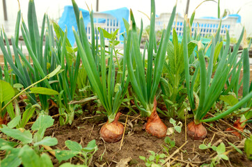 Fototapeta premium Onions are grown on soil in homesteads. Onion plantation in the garden agriculture. Planting onions in the garden. Vegetables. The concept of eco-friendly food