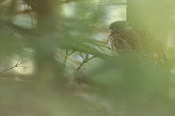 Dwerguil, Eurasian Pygmy Owl, Glaucidium passerinum