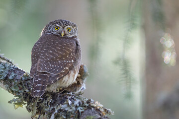 Dwerguil, Eurasian Pygmy Owl, Glaucidium passerinum