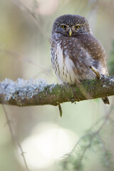 Dwerguil, Eurasian Pygmy Owl, Glaucidium passerinum