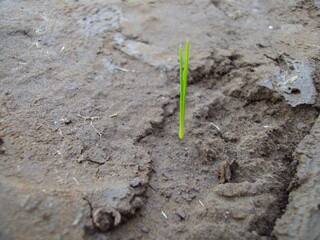 sprout on the ground
