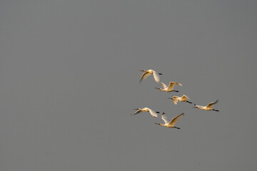 Lepelaar, Eurasian Spoonbill, Platalea leucorodia