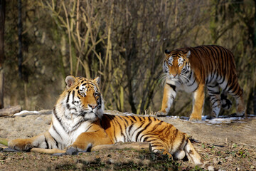 Fototapeta na wymiar Sibirische Tiger (Panthera tigris altaica), auch Amurtiger oder Ussuritiger, Paar, Raubtier