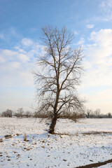Obraz na płótnie Canvas Winter snow landscape tree sunshine
