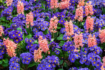 Springtime flower bed background of orange hyacinths and blue purple primrose plants in a public park that produce a flower in spring during the months of March and April, stock photo image