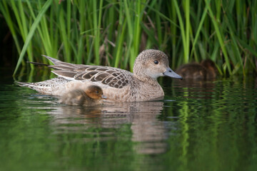 Eurasian Wigeon, Smient, Mareca penelope