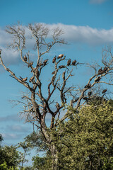 Südafrika Safari, South Africa Safari
