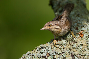 Draaihals, Eurasian Wryneck, Jynx torquilla