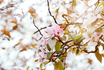 Spring flowers of decorative apple tree