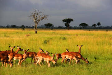 impala in the savannah