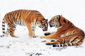  Sibirische Tiger (Panthera tigris altaica), auch Amurtiger oder Ussuritiger, Paar, Raubtier