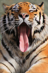  Sibirische Tiger (Panthera tigris altaica), auch Amurtiger oder Ussuritiger, von vorne, Portrait, Raubtier