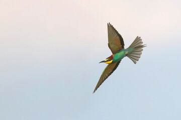 European Bee-eater, Bijeneter, Merops apiaster