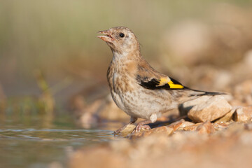 European Goldfinch, Putter,  Carduelis carduelis ssp. balcanica