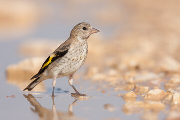 European Goldfinch, Putter,  Carduelis carduelis ssp. balcanica