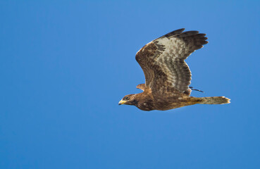 Wespendief, European Honey Buzzard, Pernis apivorus