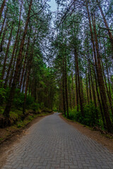 Fototapeta na wymiar Pine Forest tree in Ooty beautiful place to visit in udagamandalam