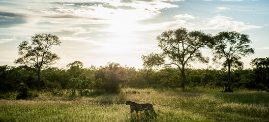 S&uuml;dafrika Safari, South Africa Safari
