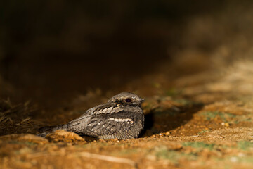 Nachtzwaluw, European Nightjar, Caprimulgus europaeus meridionalis