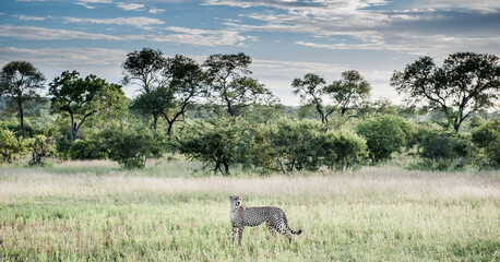 Fototapeta premium Südafrika Safari, South Africa Safari 
