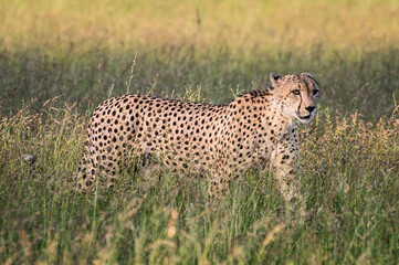 Südafrika Safari, South Africa Safari
