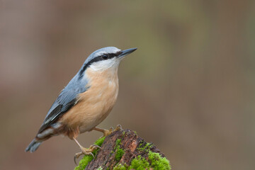 Boomklever, European Nuthatch, Sitta europaea caesia