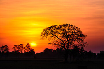Fototapeta na wymiar Panorama Big sun behind dark tree and sunset in tropical forest,Thailand,ASIA.