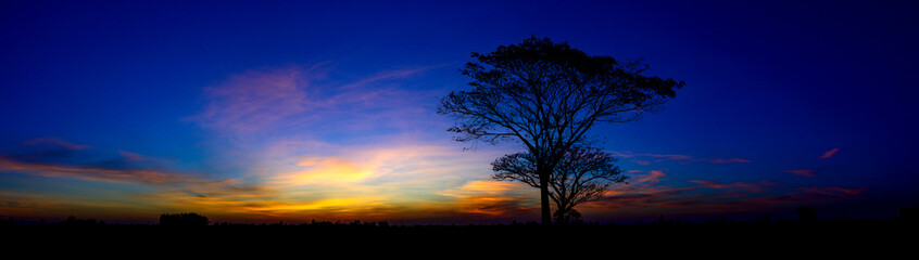 Obraz premium Panorama Tree silhouette with purple and blue sky in against sunset background.